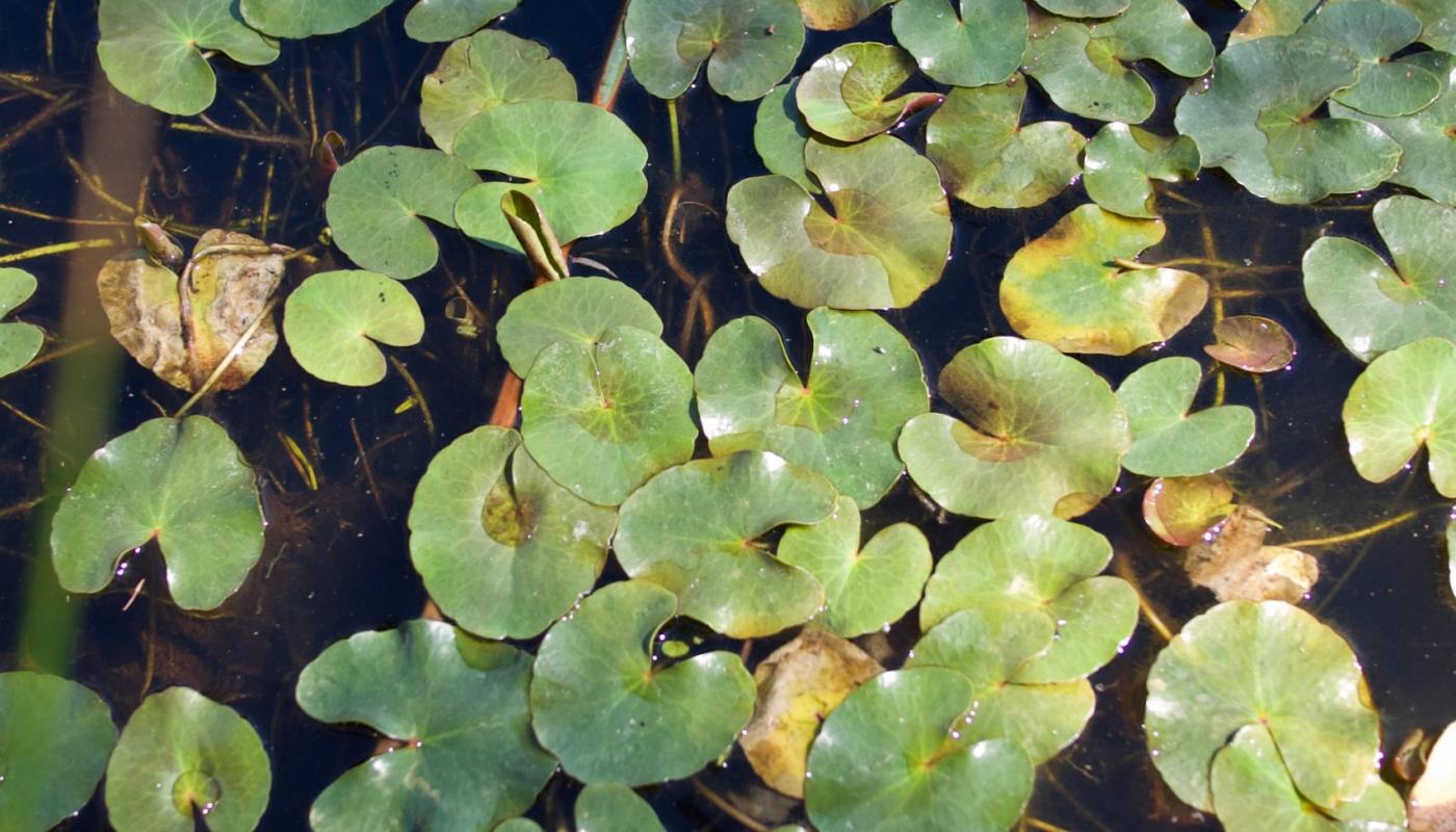 Two favourite floating water plants Nymphiodes geminata & Marsilea
