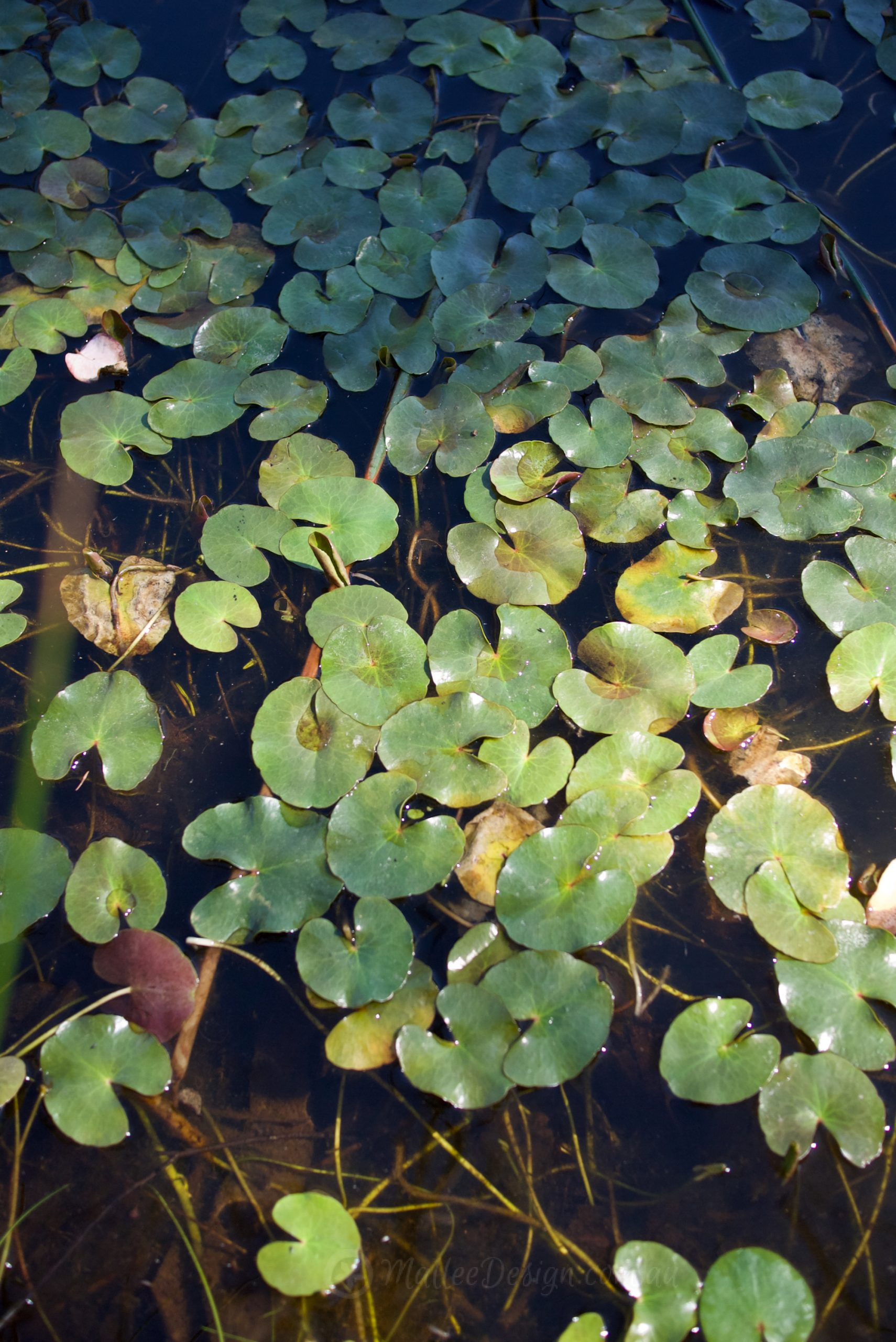 Two favourite floating water plants: Nymphiodes geminata & Marsilea drummondii