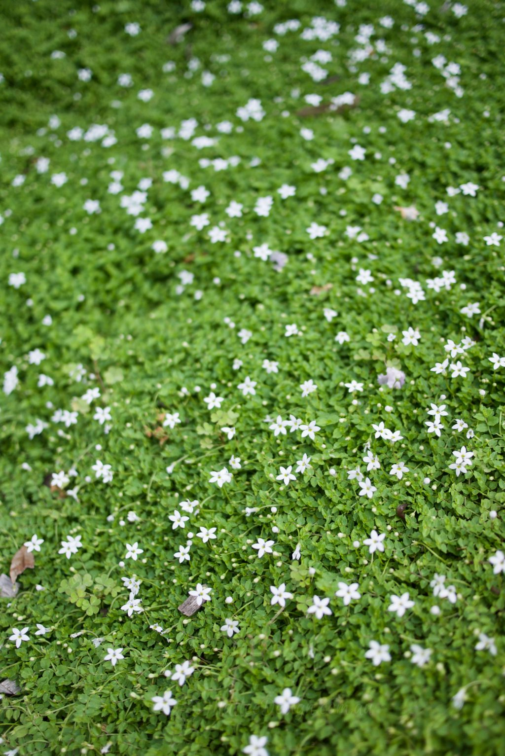 steppable ground cover