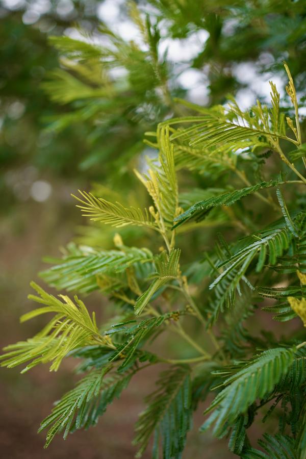 Australian Native Plants in Japan Mallee Design