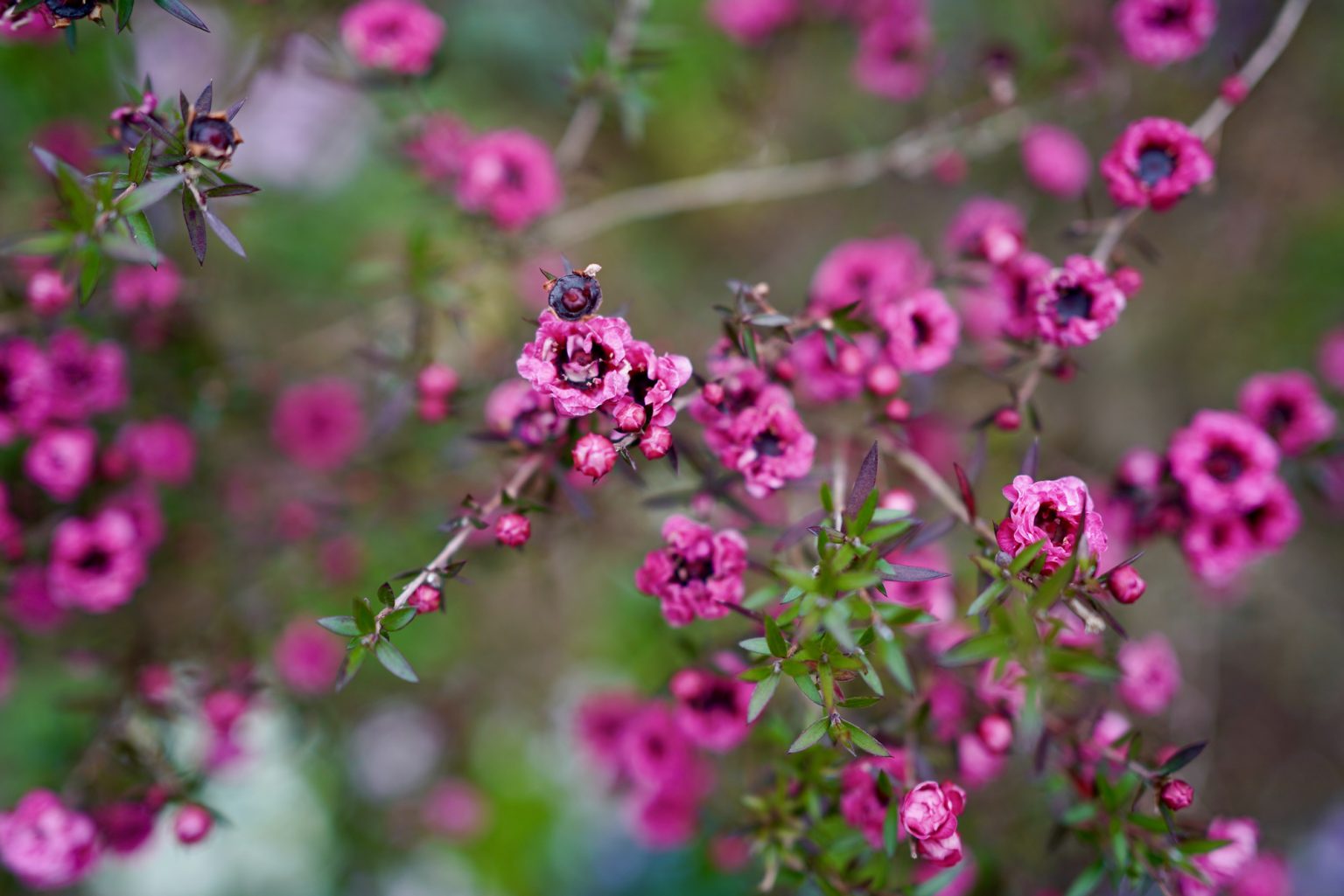 Australian Native Plants in Japan Mallee Design