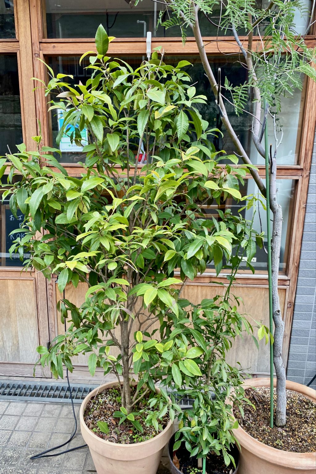 Australian Native Plants in Japan Mallee Design