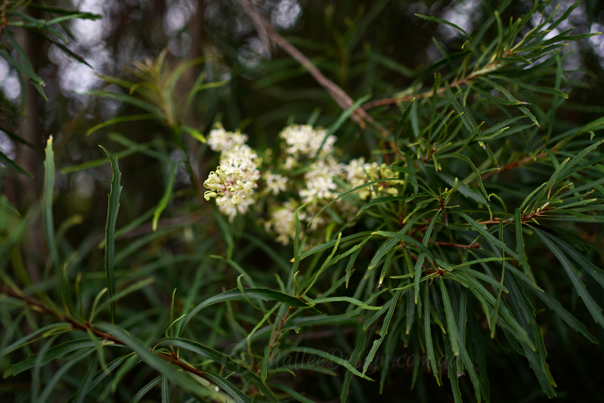 Try hedging with something a bit different: Lomatia myricoides