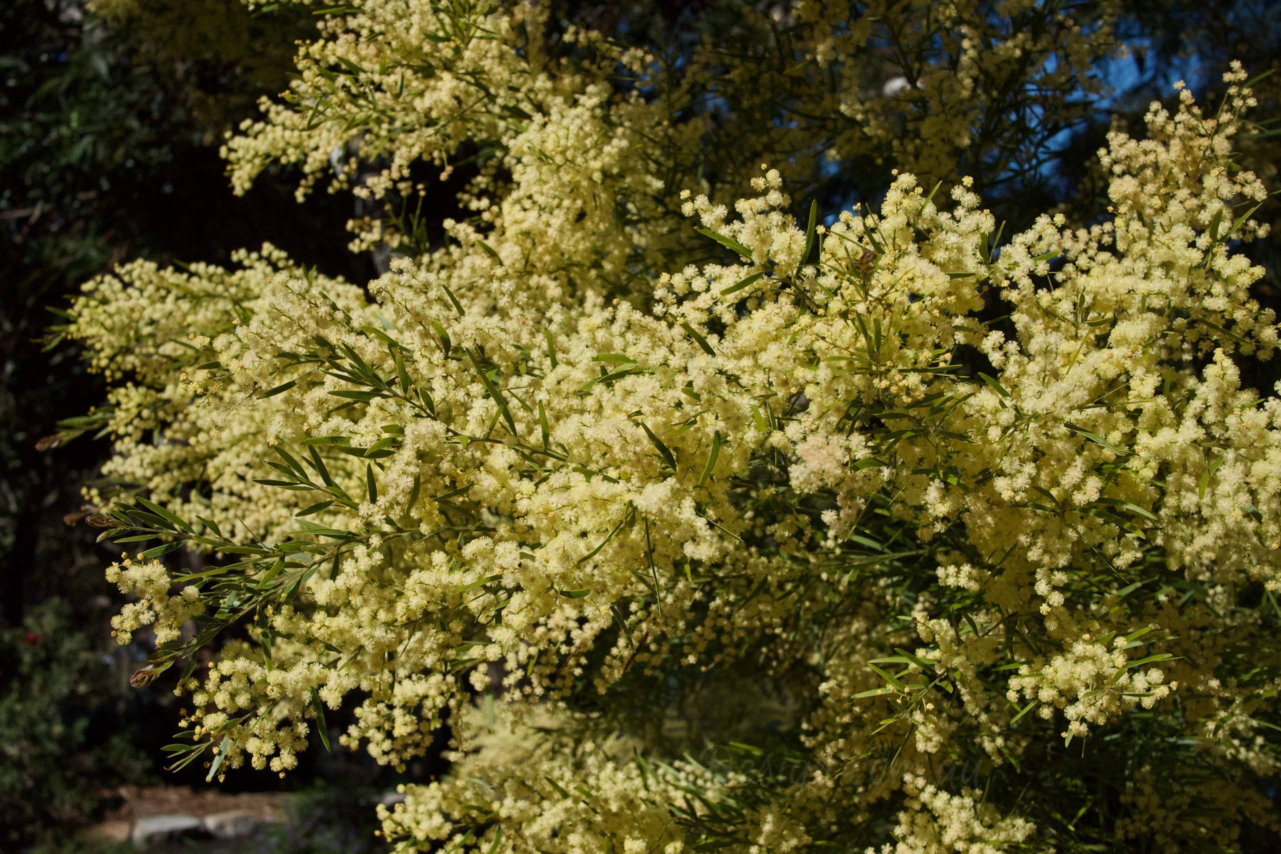 Happy Wattle Day: The Ever useful Acacia fimbriata