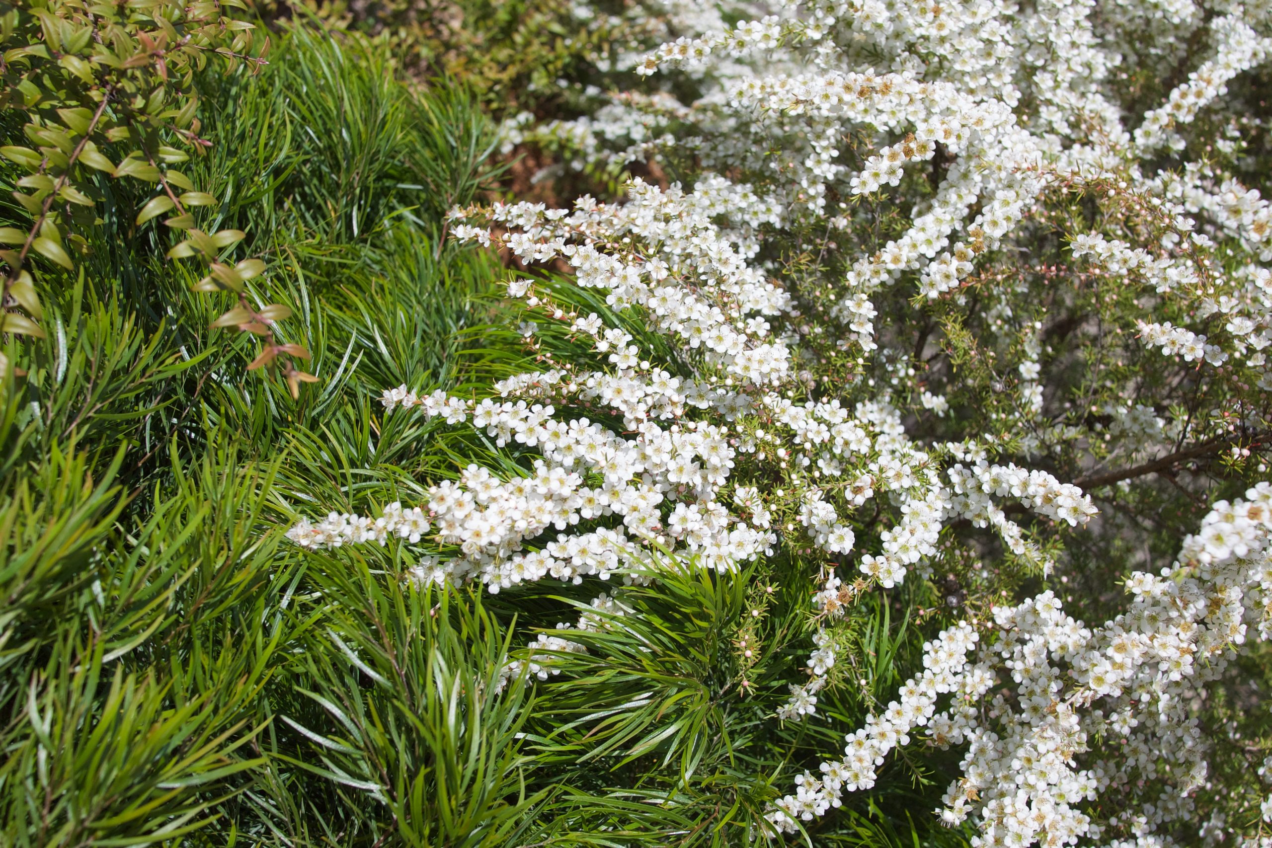 Leptospermum ‘Cardwell’: the most floriferous of them all