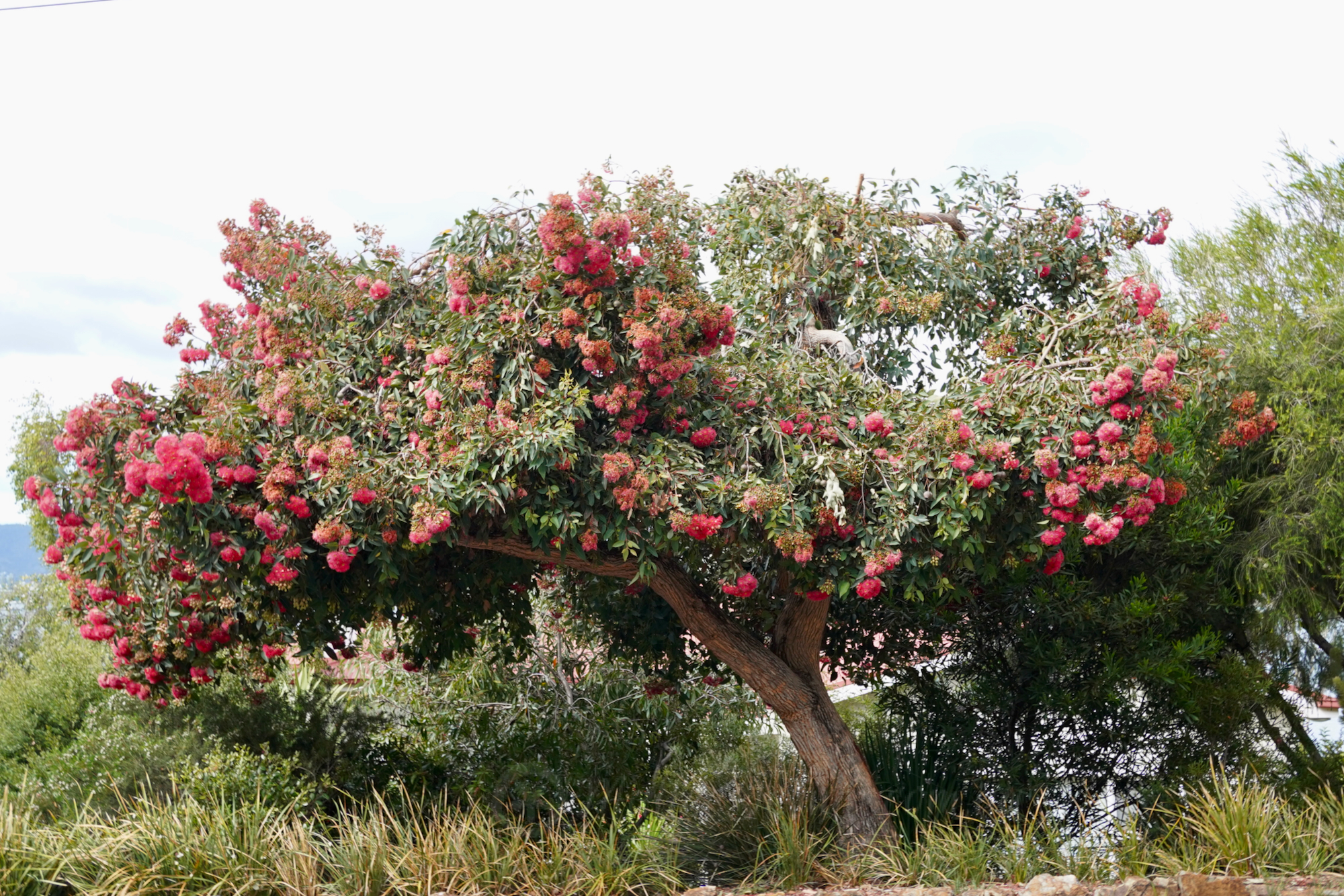 Red-flowering Gum (Corymbia ficifolia), Corymbia ficifolia …