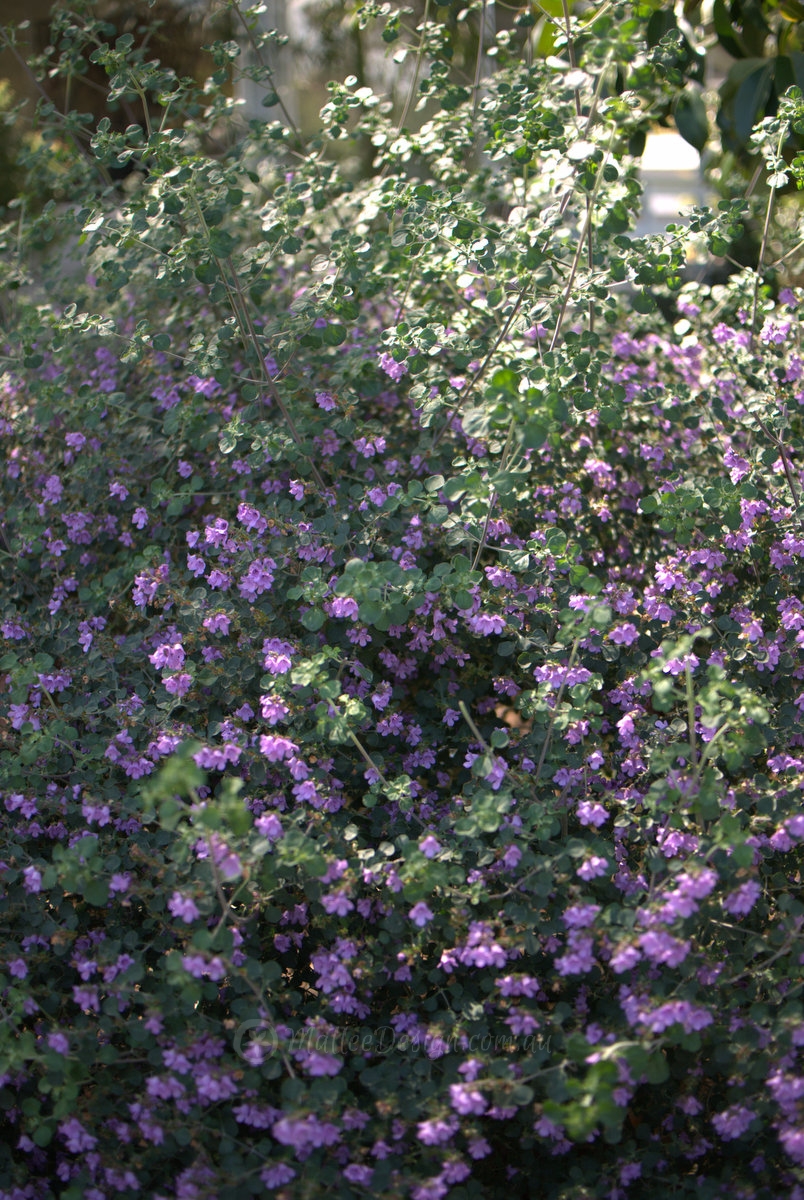 Mint Bush: Prostanthera rotundifolia