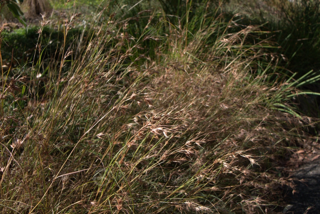 Themeda grasses – Mallee Design