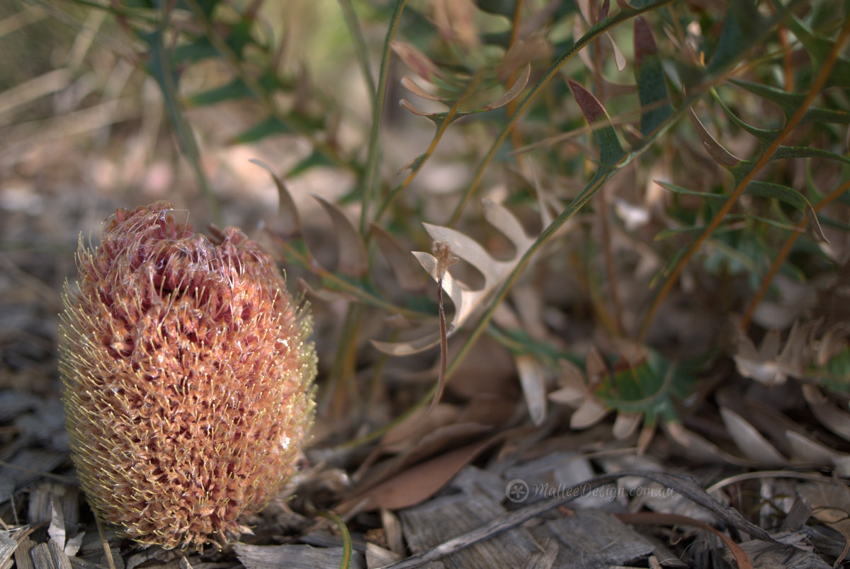 Banksia ground cover
