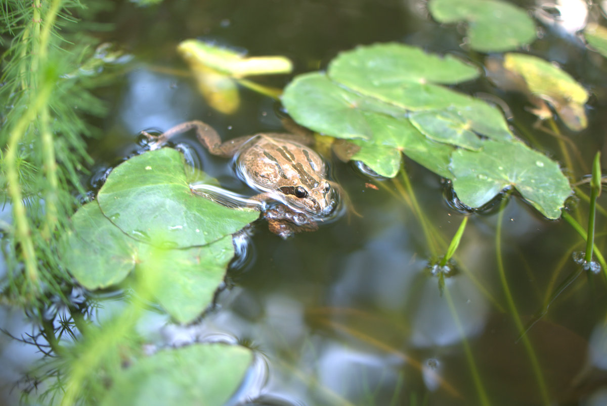 Frogs, ponds and native water plants: Nymphoides crenata