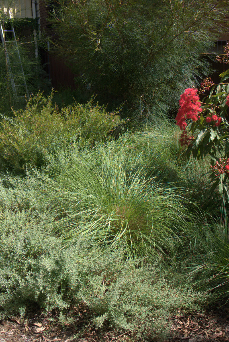 The benefits of salt bush: Rhagodia spinescens