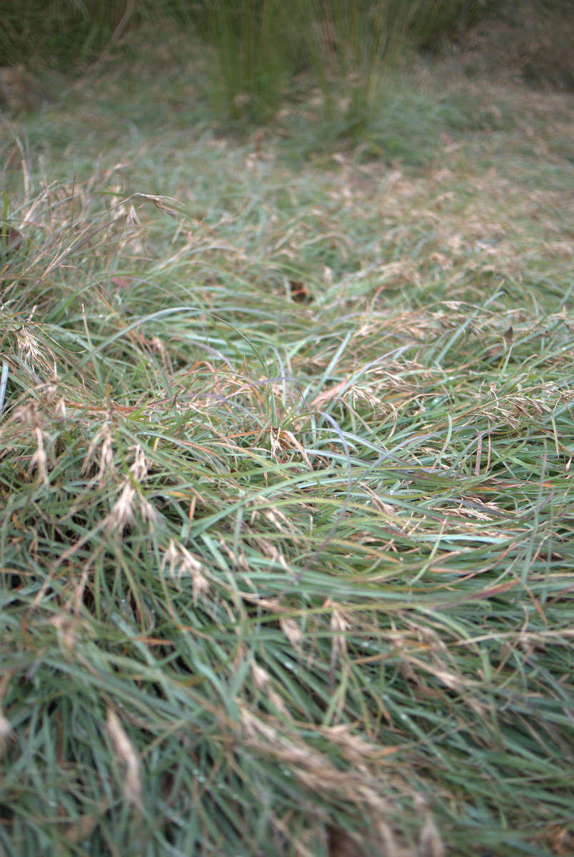 Groundcover grass: Themeda ‘Mingo’