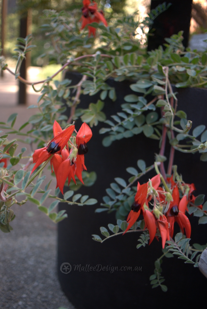 Native Plants for Pots and Containers
