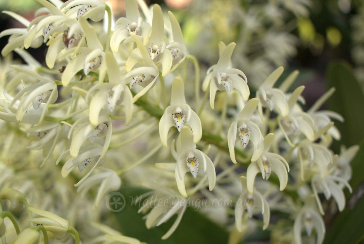 Yellow, Cream and White Orchids: Dendrobium speciosum