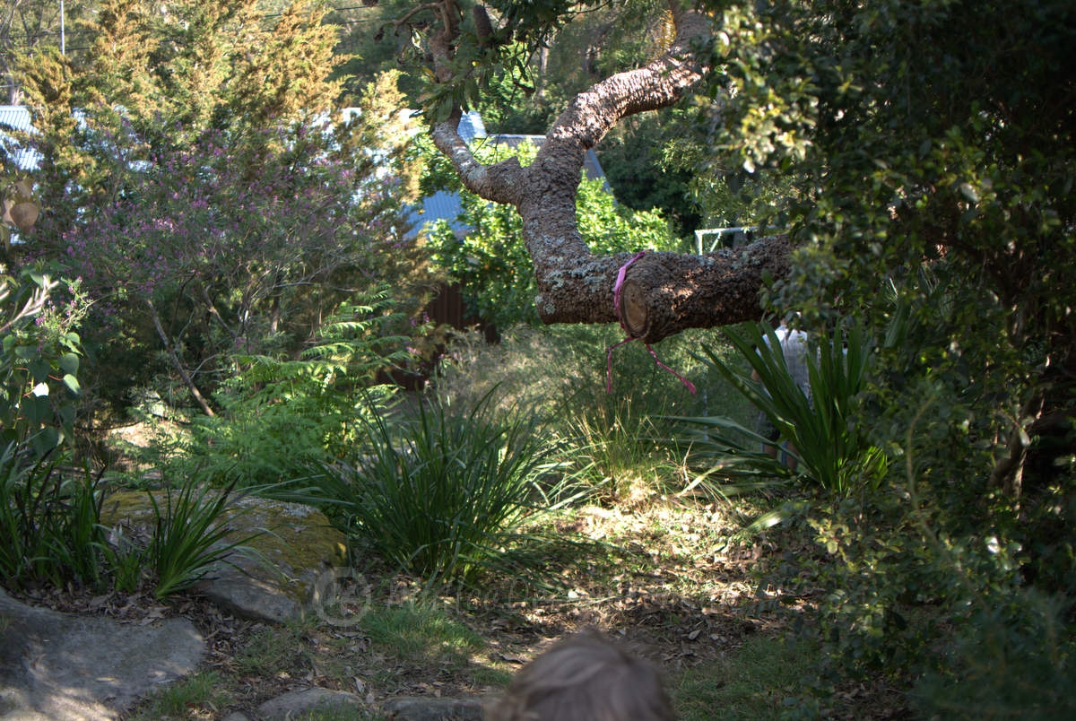 Australian Plant Society Open Gardens: Collins Garden Gymea