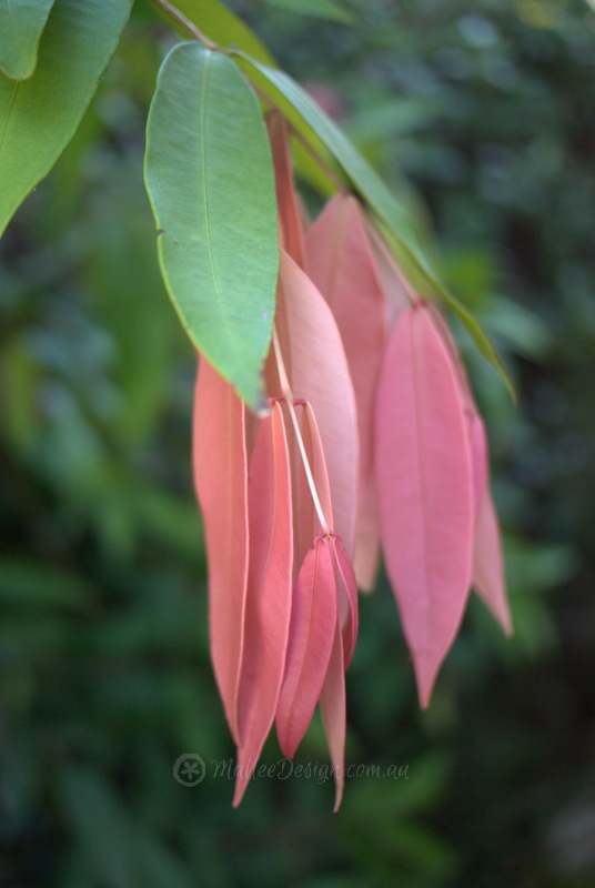 Shady Lilly Pilly: Syzygium wilsonii