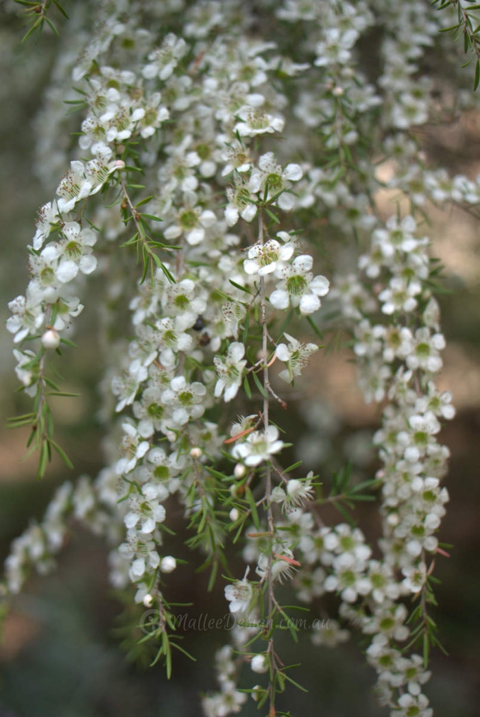 Great Design Tree: Australian Tea Tree