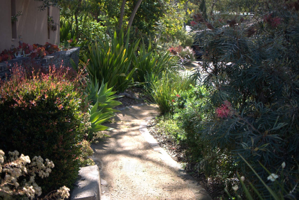 Amazing nature strip garden with real street address! – Mallee Design