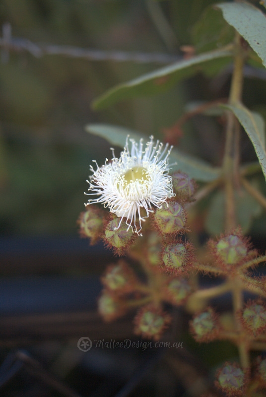 Red and White: Angophora hispida