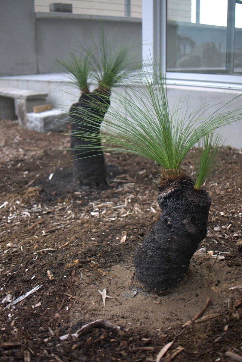 How to Plant a Grass Tree