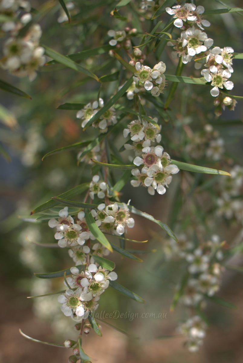 Silver Tea Tree: Leptospermum brachyandrum ‘Silver’