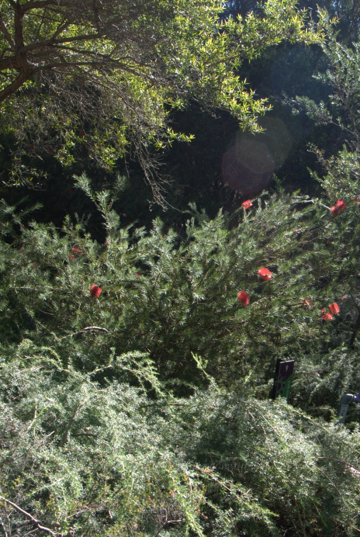 Tapestry Gardens Mallee Design