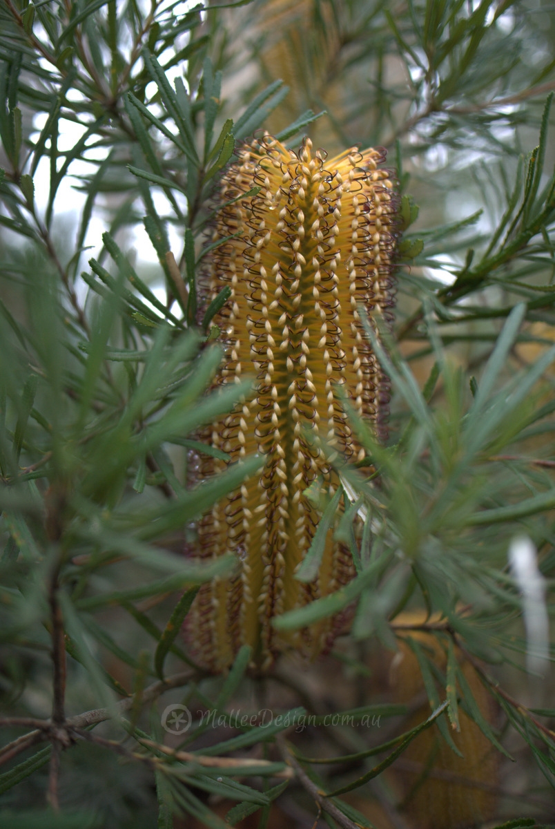Ode to Banksia spinulosa