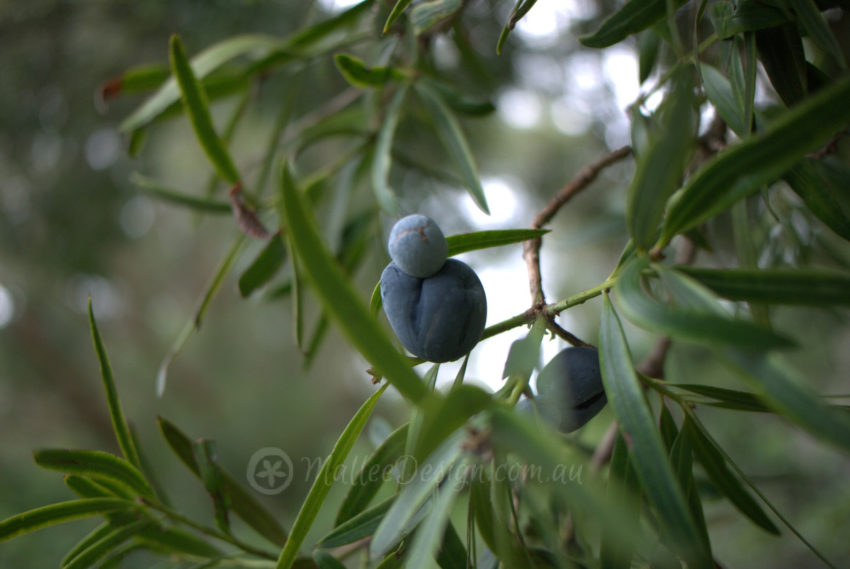 The Temperamentally Fruiting Plume Pine: Podocarpus elatus