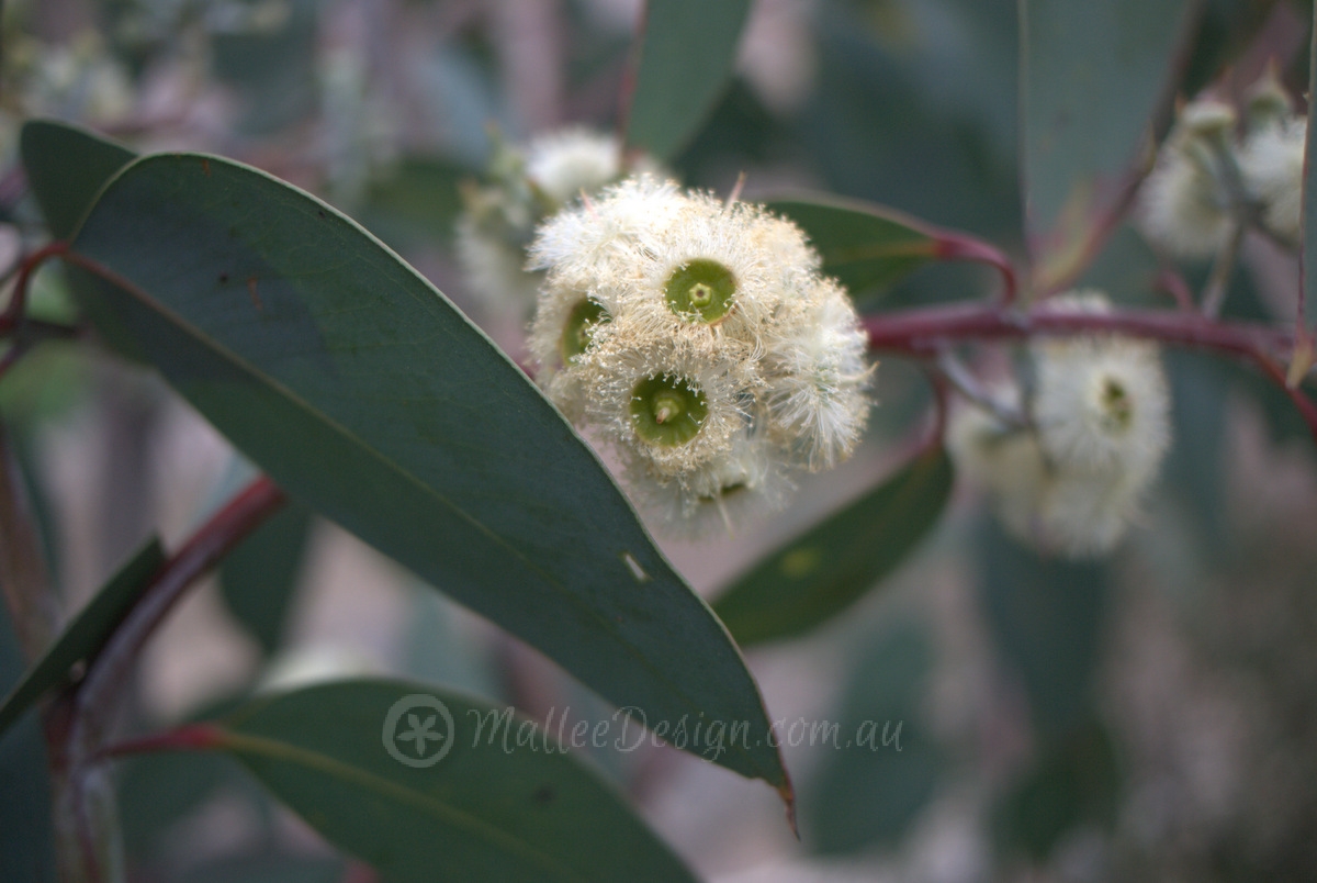 One of my favourite Mallees…Eucalyptus luehmanniana