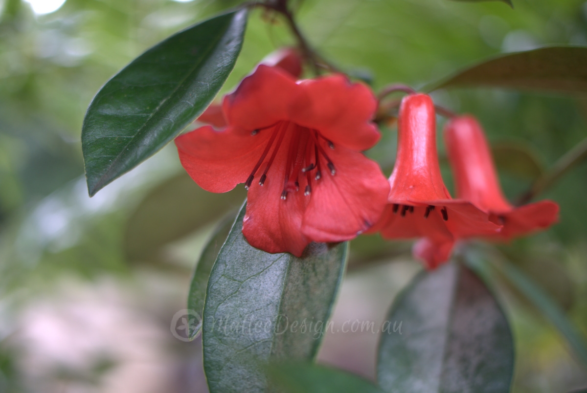 Exotic looking native: Rhododendron lochiae