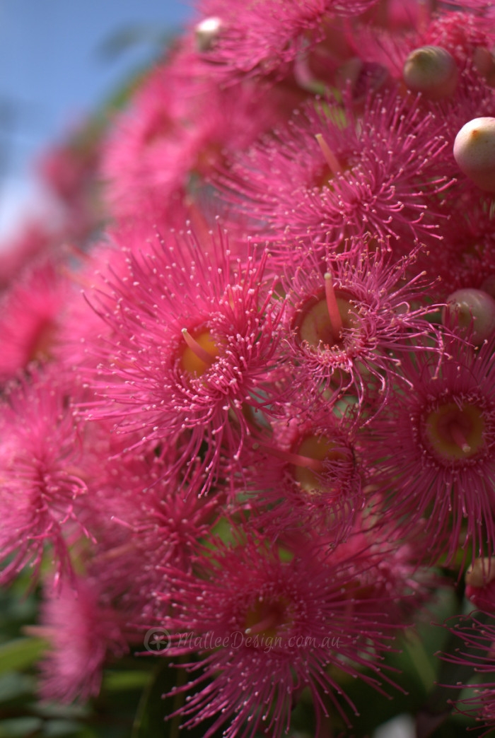 My Favourite Grafted Dwarf Eucalyptus ficifolia - Mallee Design