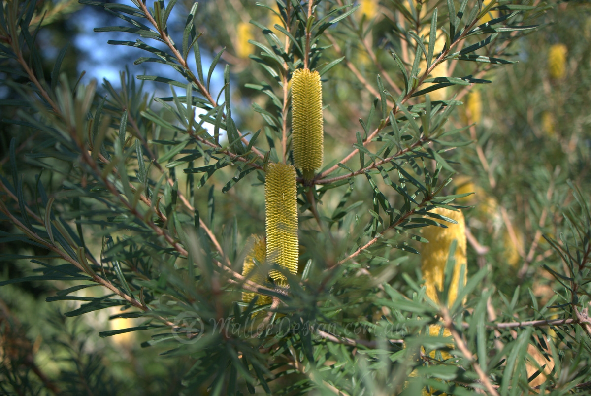 Bright, Thick and Floriferous: Banksia marginata ‘Bright’