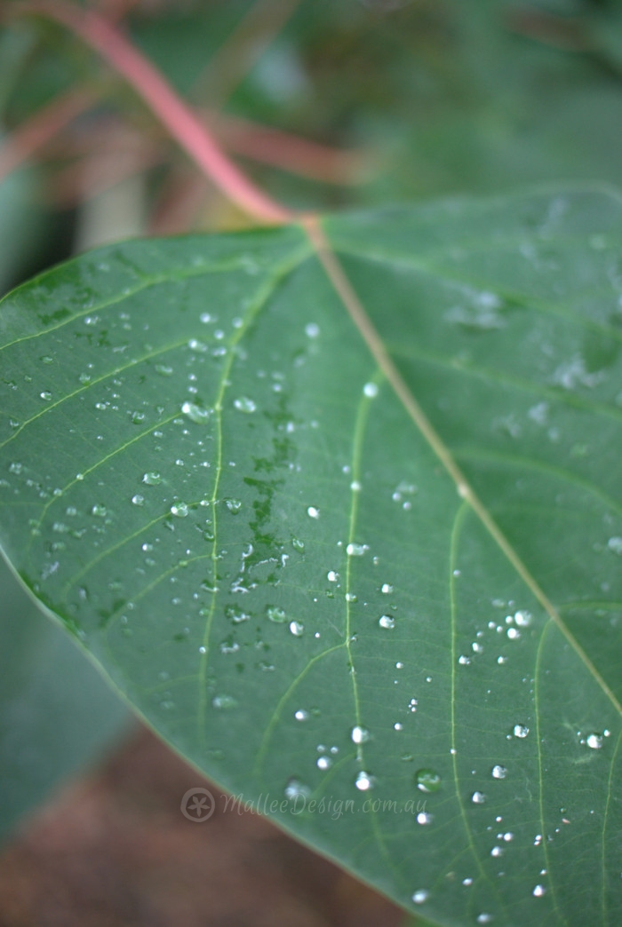 omalanthus populifolius