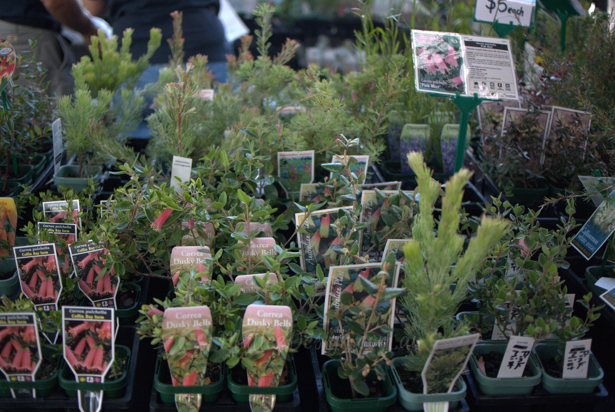 Native Plant Suppliers at the Collectors’ Plant Fair 2015