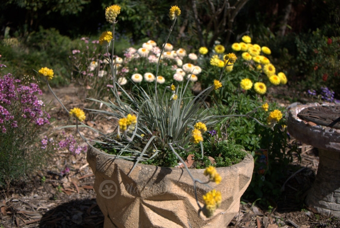 Natives For Pots And Containers Part 2 – Mallee Design