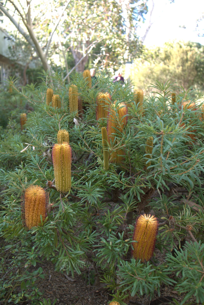 My Favourite Banksia spinulosa Dwarfs