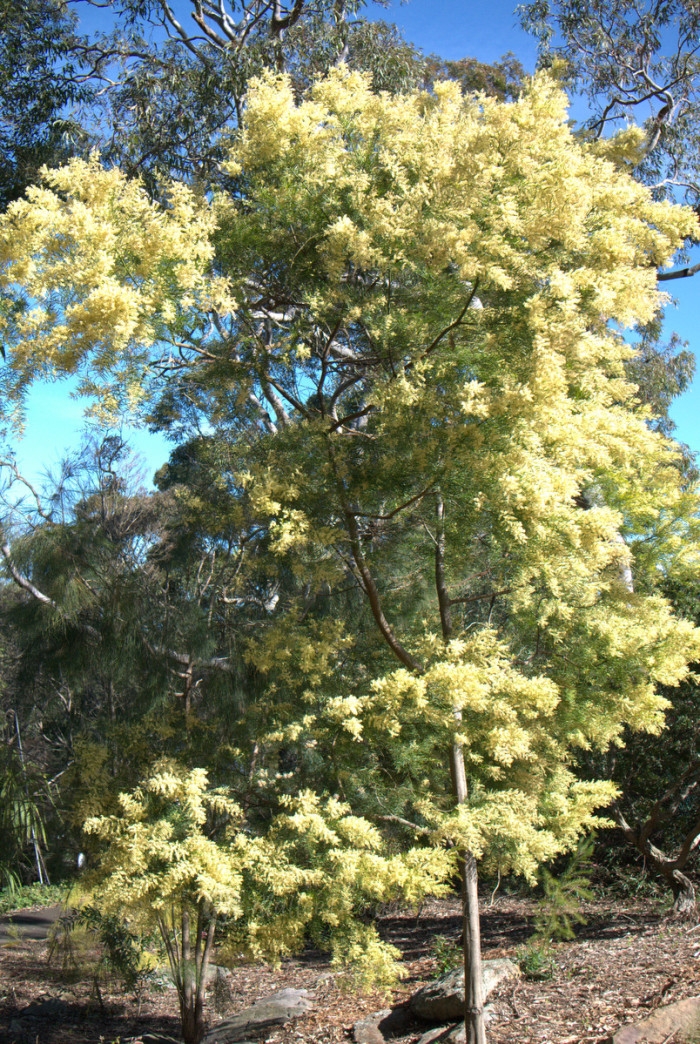 Joseph Banks Native Plants Reserve – Mallee Design