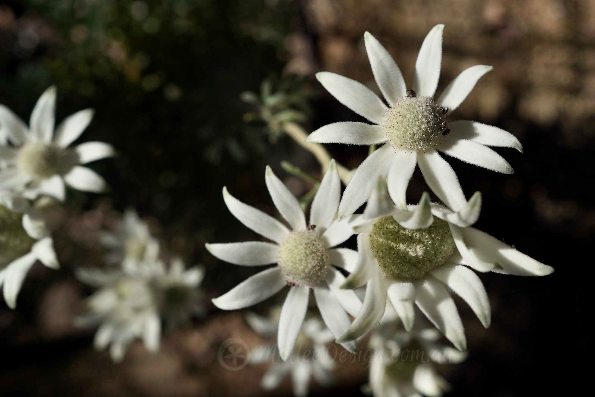 Tough as nails: Actinotus helianthi