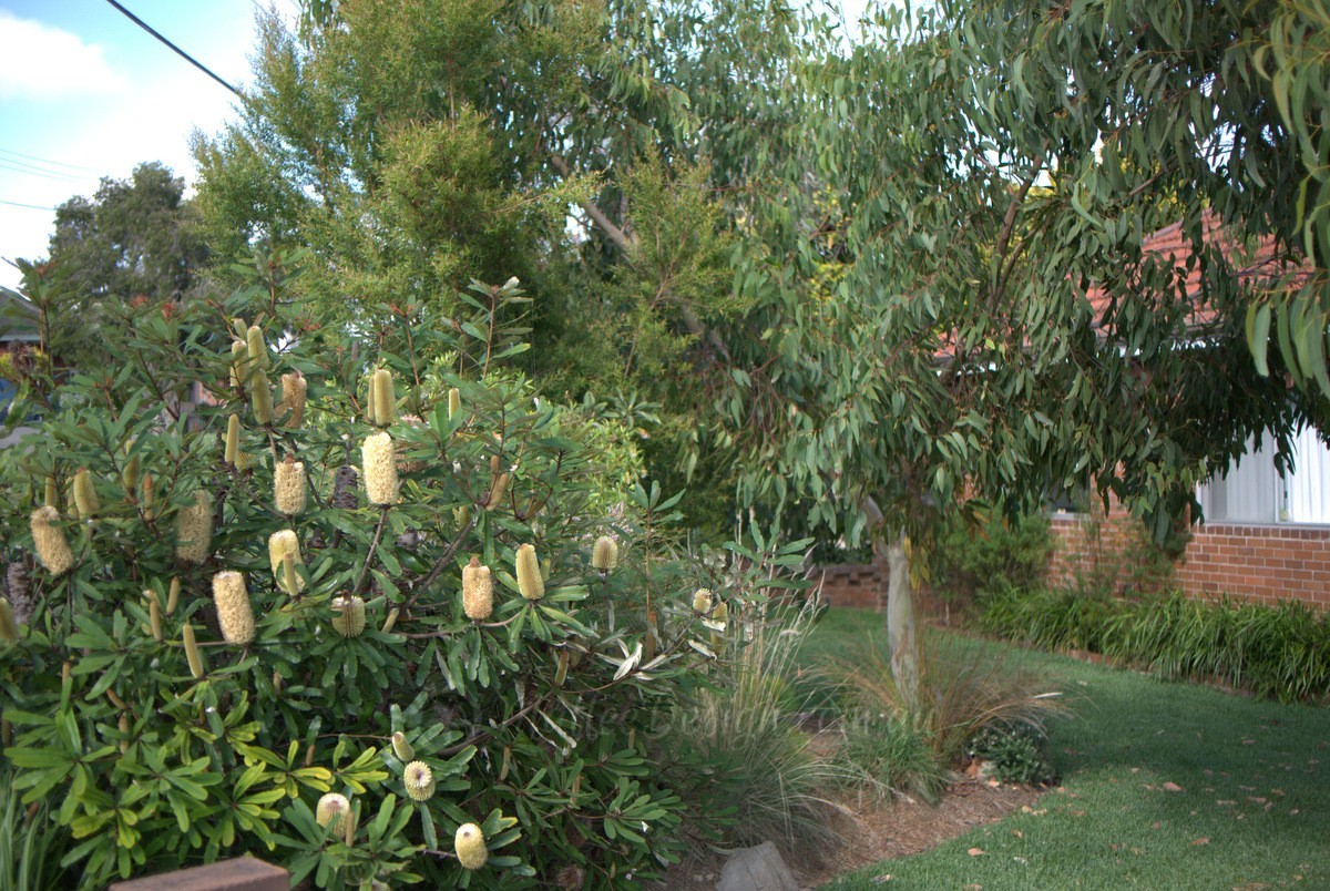 Rarely seen in cultivation: Banksia oblongifolia