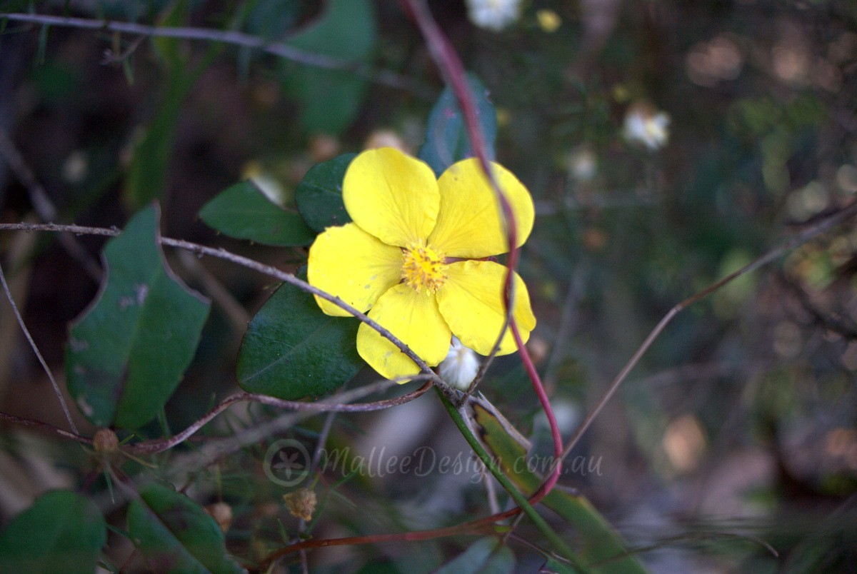 Bright climber or scrambler for dry shade: Hibbertia dentata