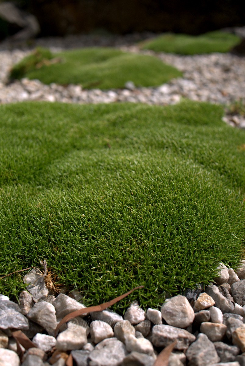 Sun loving Moss? Scleranthus biflorus