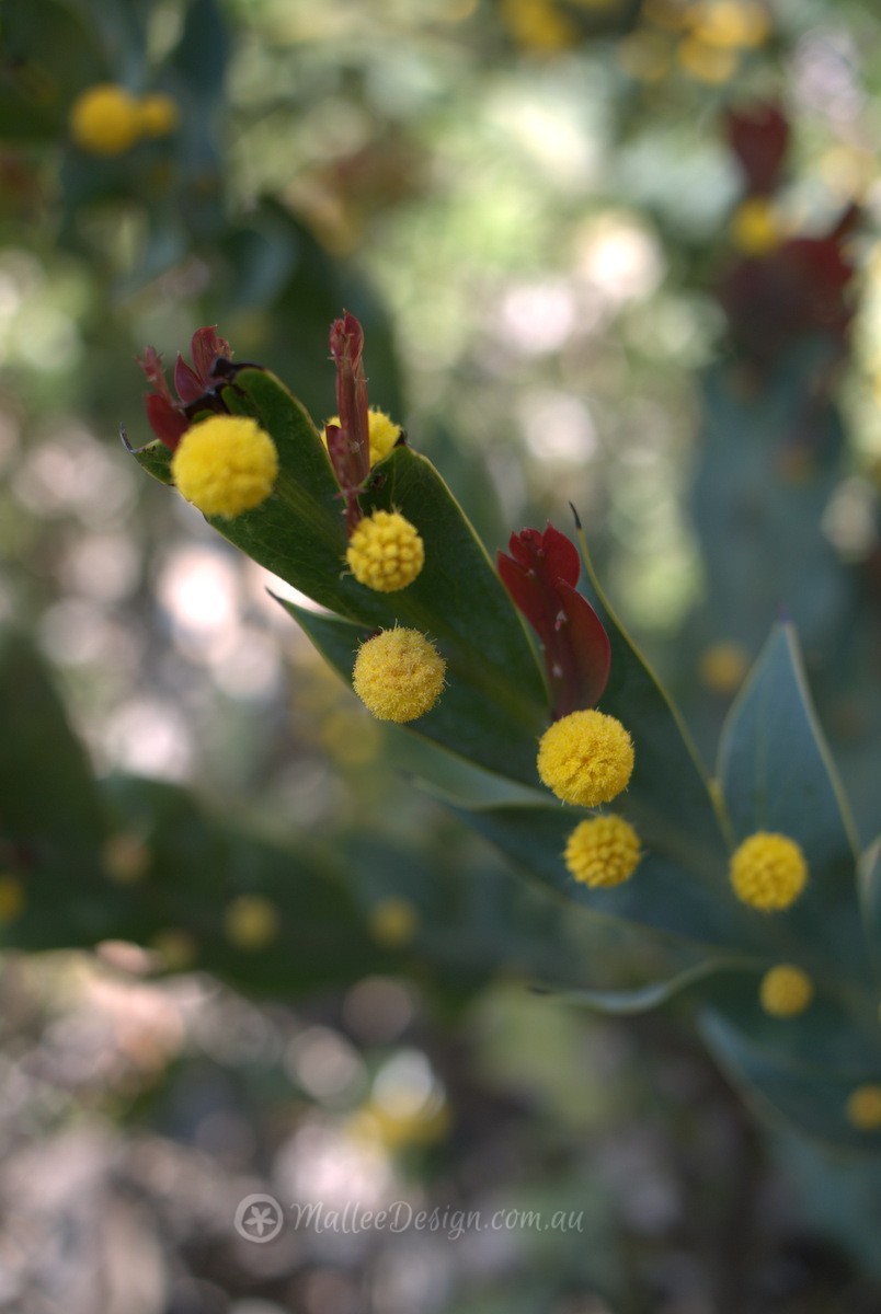 Happy National Wattle Day: Acacia glaucoptera