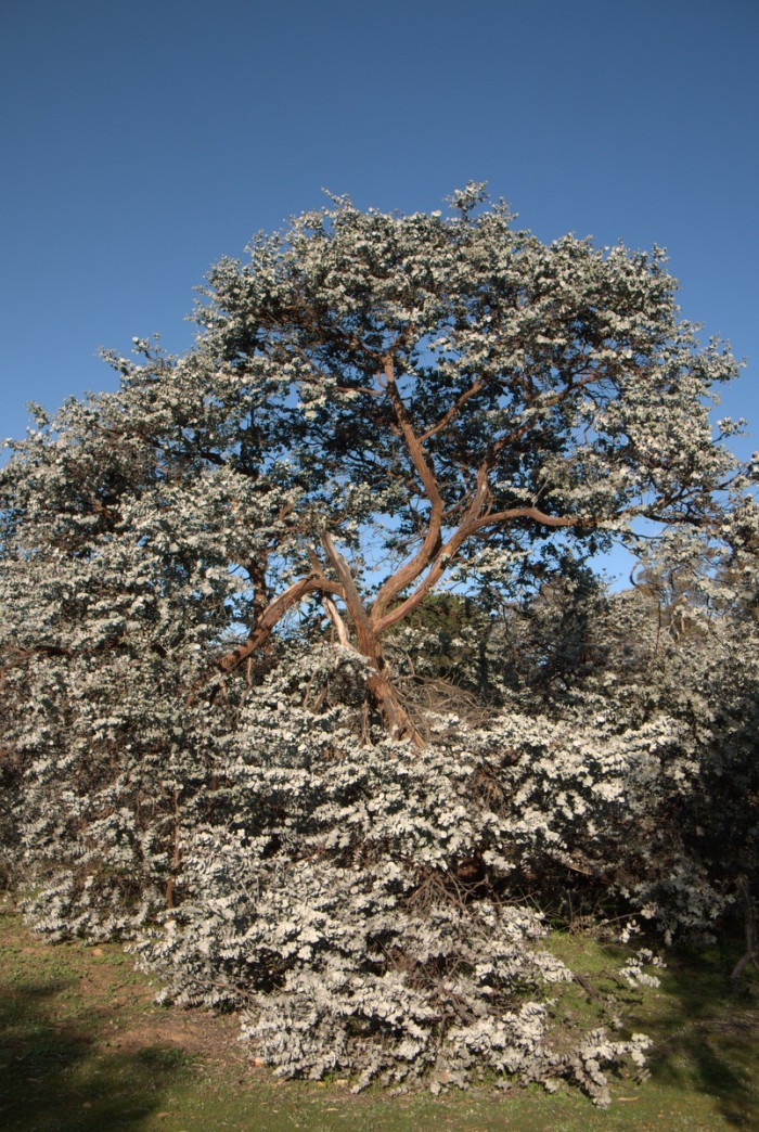 Wonderful West Australian Mallees – Mallee Design