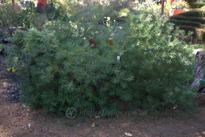 The Beautiful Gardens of Zanthorrea Nursery – Mallee Design