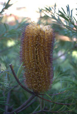 The Beautiful Gardens of Zanthorrea Nursery – Mallee Design