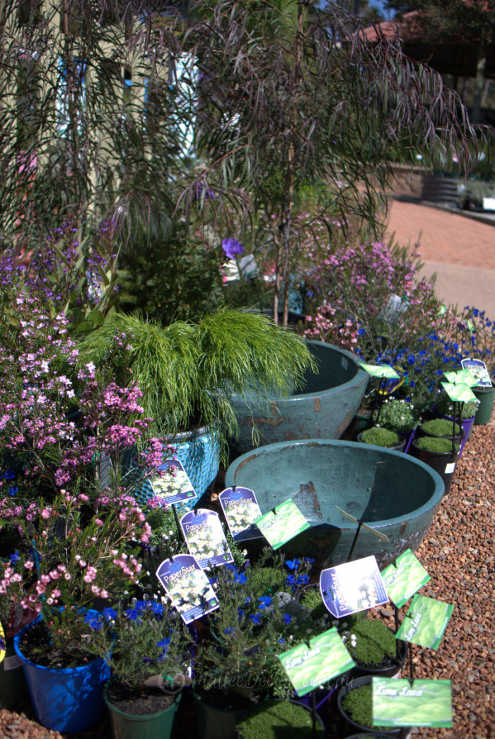 The Beautiful Gardens Of Zanthorrea Nursery Mallee Design