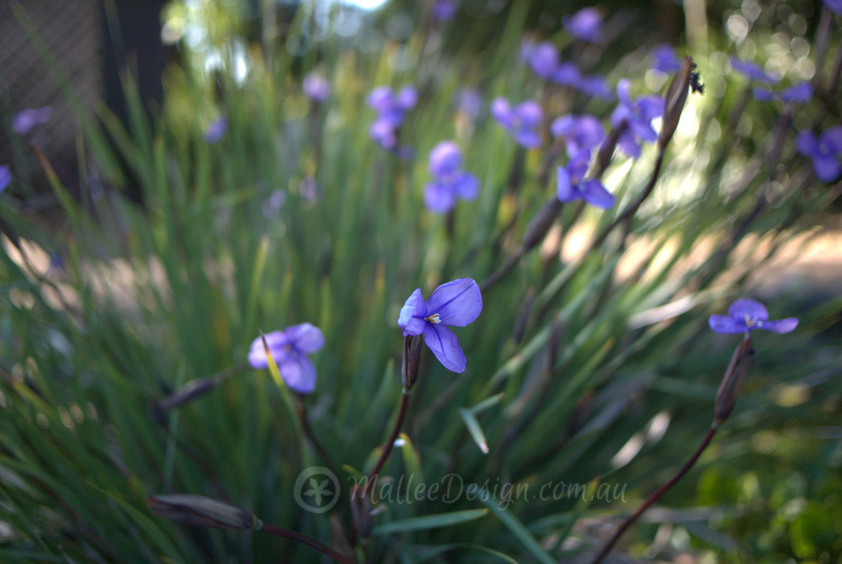 Tufted Herbs: Patersonia sericea
