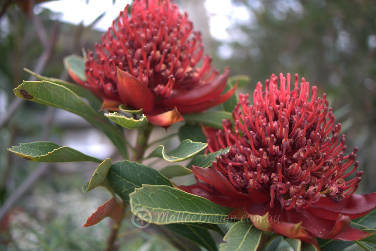 What is it with Waratah’s?
