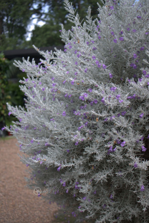 Silky Emu Bush: Eremophila nivea Grafted – Mallee Design