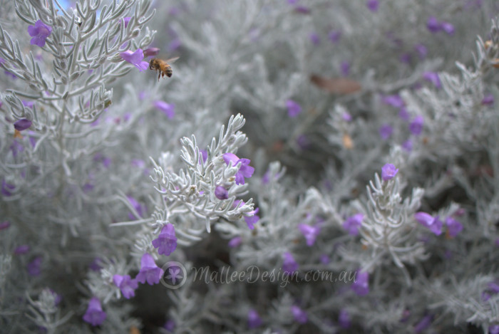 Silky Emu Bush Eremophila Nivea Grafted Mallee Design